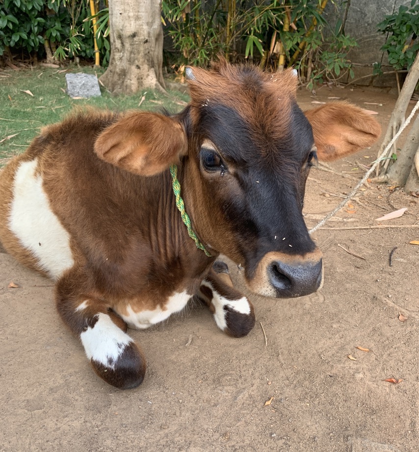 Sacred pilgrimage to India